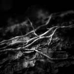 Black Roots by DREAMCA7CHER