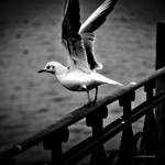 Fly Away by DREAMCA7CHER