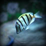 Striped Fish