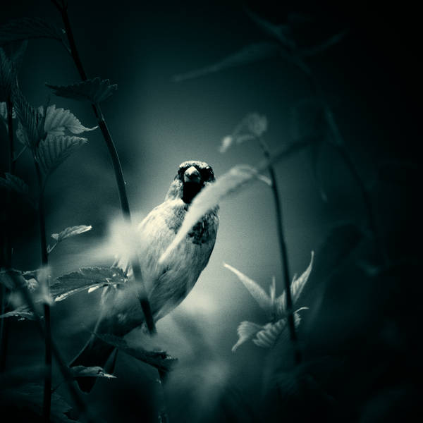 Hiding by DREAMCA7CHER