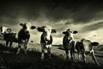 Cows by DREAMCA7CHER