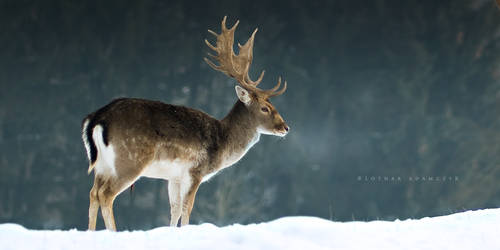 King Of The Forest