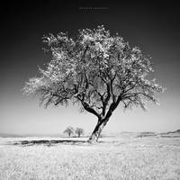 The Infrared Tree