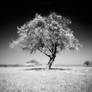 The Infrared Tree II