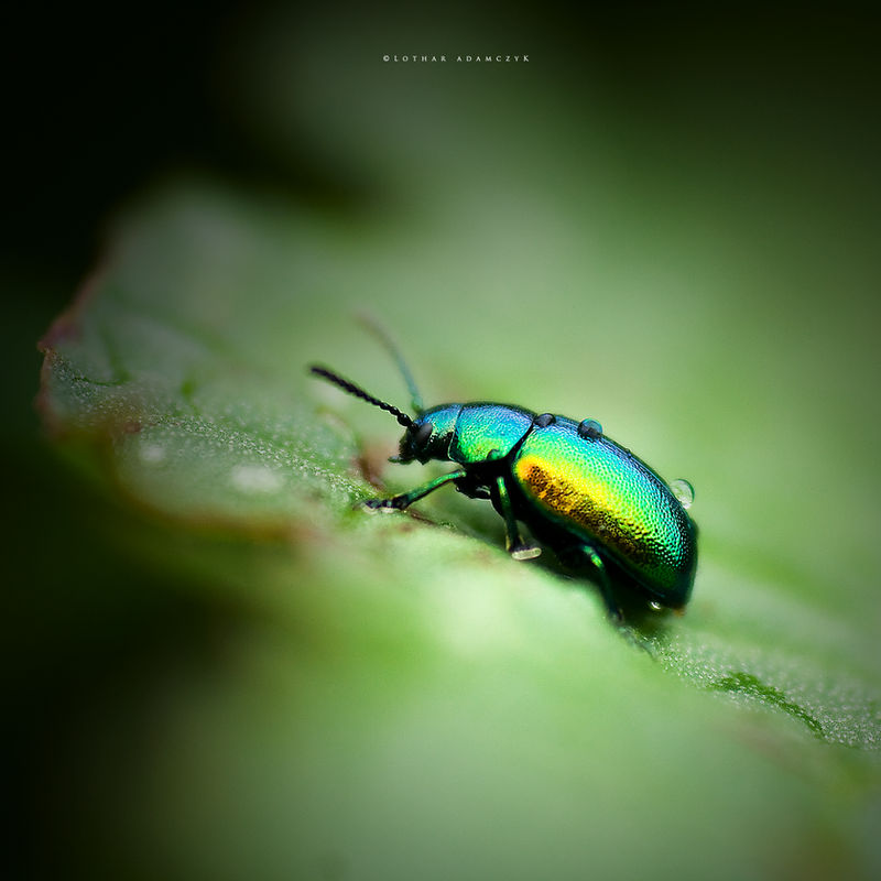 Rainbow Beetle