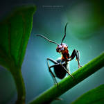 The Wood Ant by DREAMCA7CHER