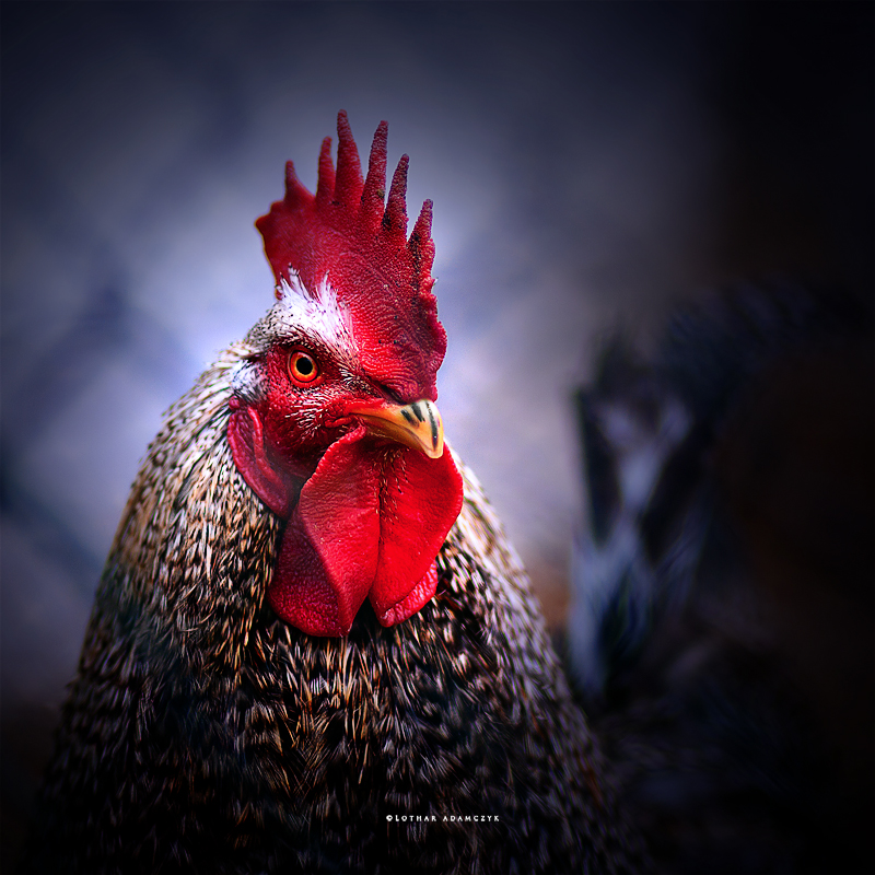 Proud Rooster by DREAMCA7CHER