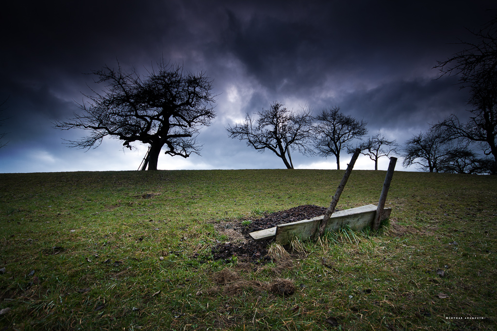 The Rain Orchard