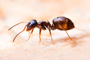 Ant