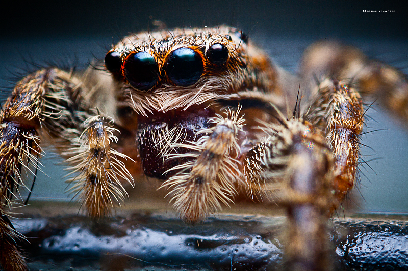 Jumping Spider