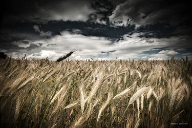 Field Of Corn