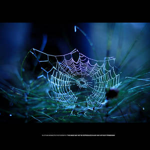 Spider Art