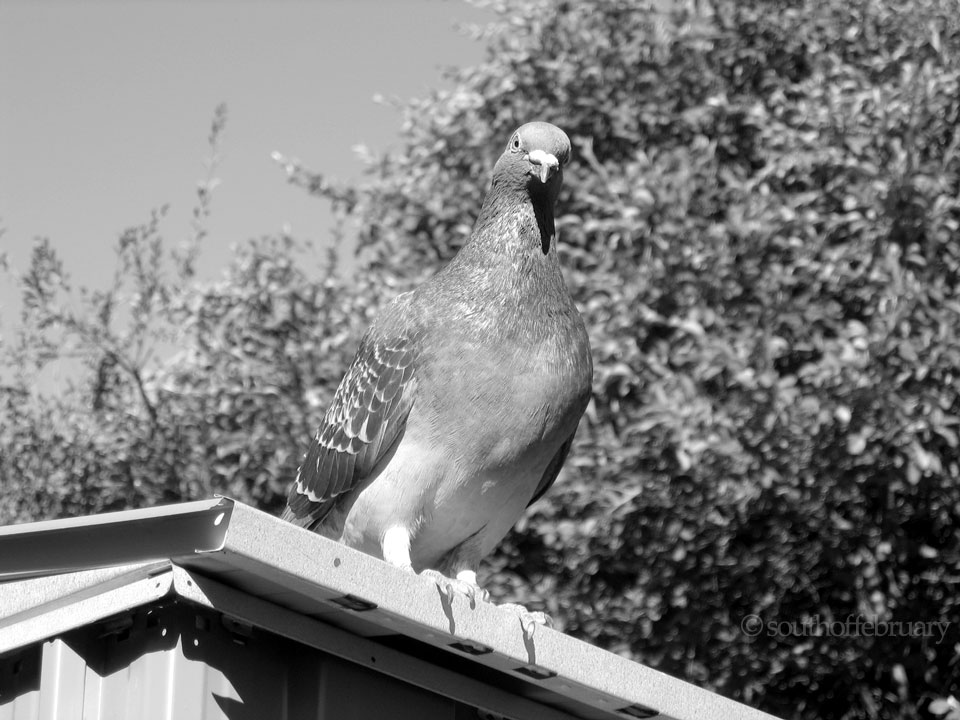 Inquisitive Pigeon