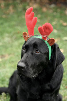 Holly the Reindeer