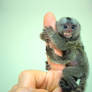 6 Limbed Marmoset_