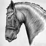 Warmblood Portrait