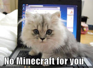 minecraft cat