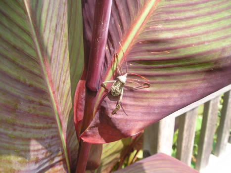 A Little Horned Beetle...