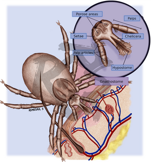 Tick biting