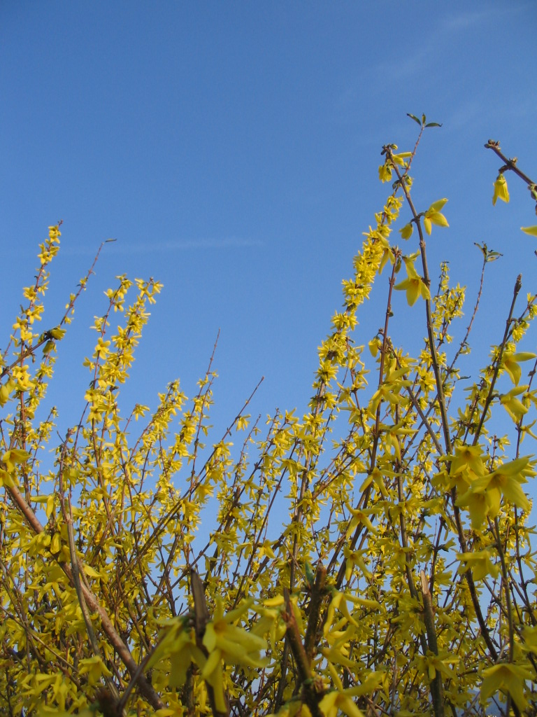 yellow flowers, blue spring