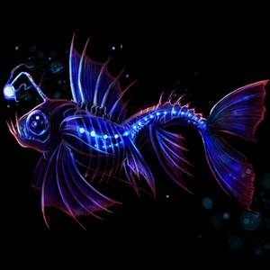 Lantern Fish