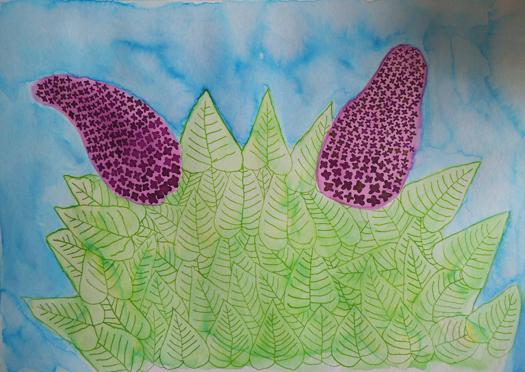 Lilac by CorydorasPygmaeus on DeviantArt