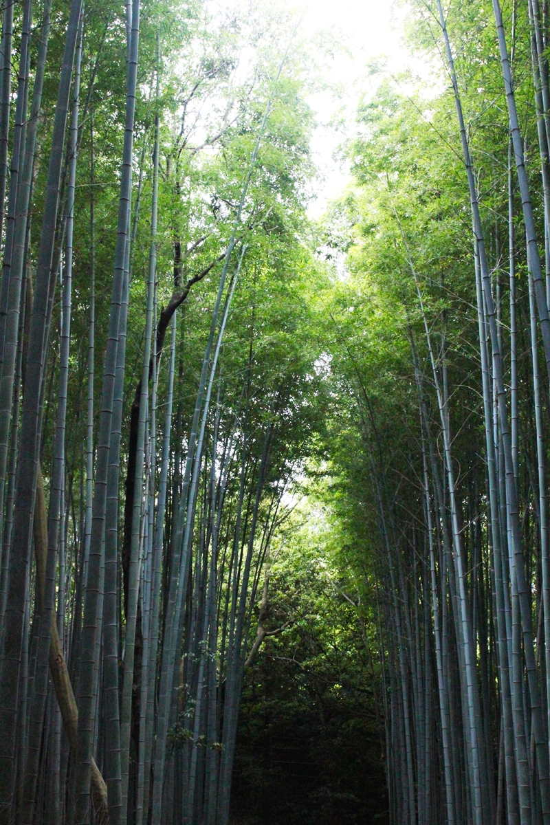 Bamboo Forest