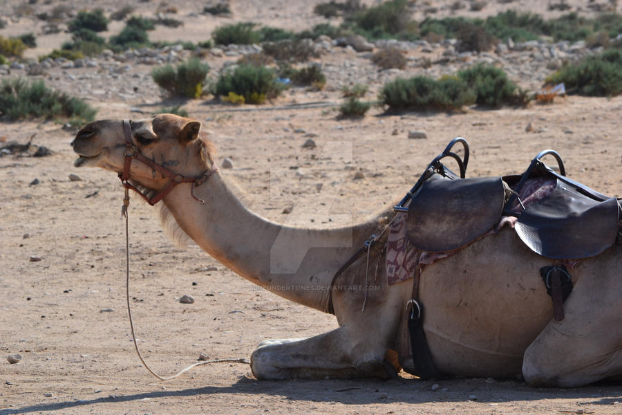 Bumpy Camel Ride Camel ride by Blueundertones on DeviantArt