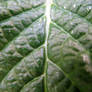 leaf up close