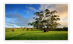 the barossa valley II by dannyp5000