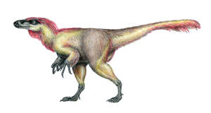 Tianyuraptor