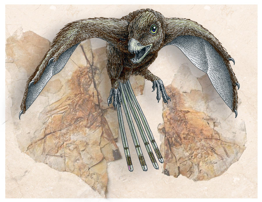 Ambopteryx longibrachium by FOSSIL1991 on DeviantArt