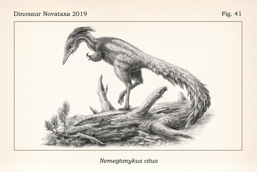 Nemegtonykus citus