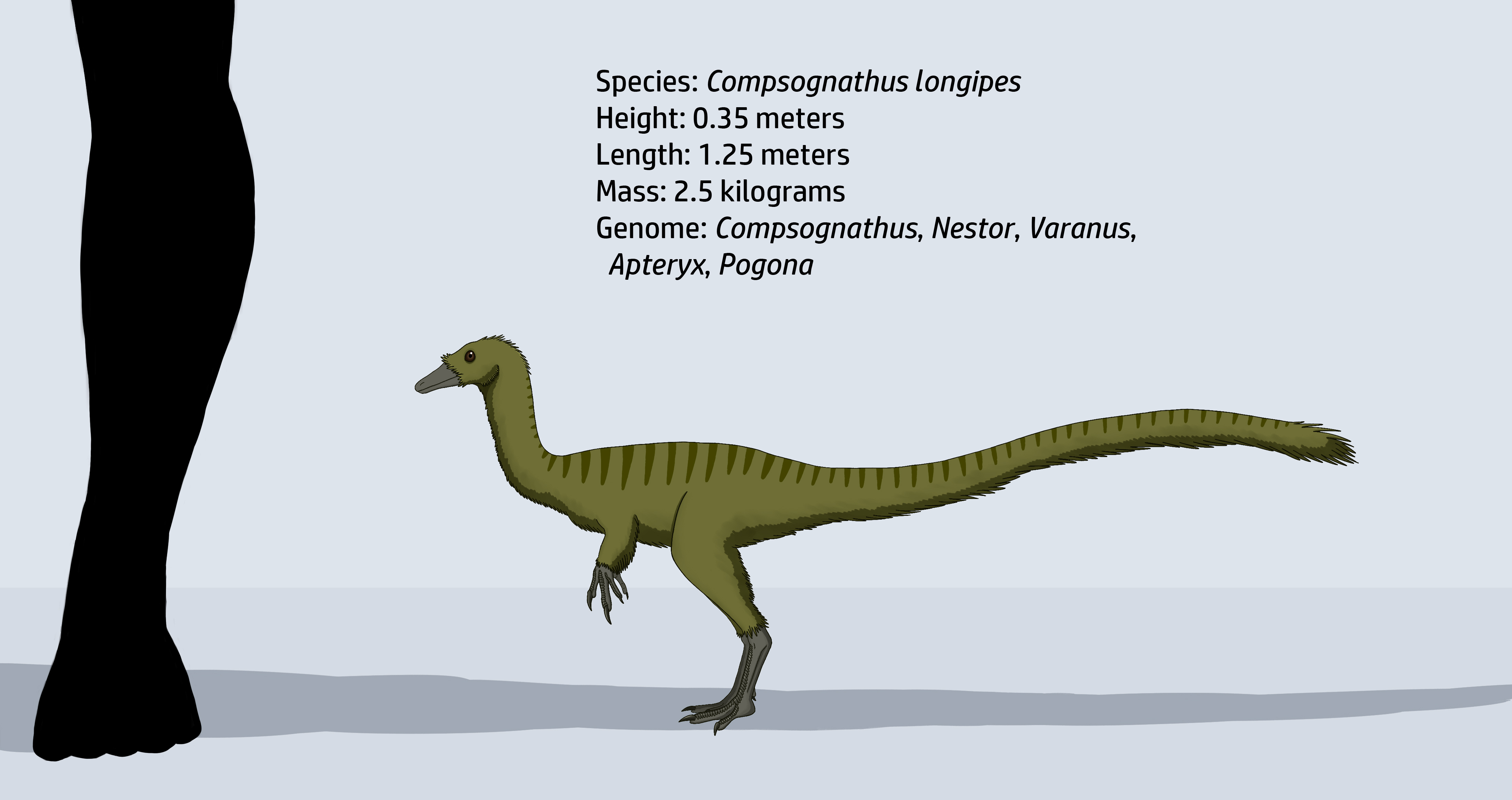 Compsognathus longipes by JatczakDraws on DeviantArt