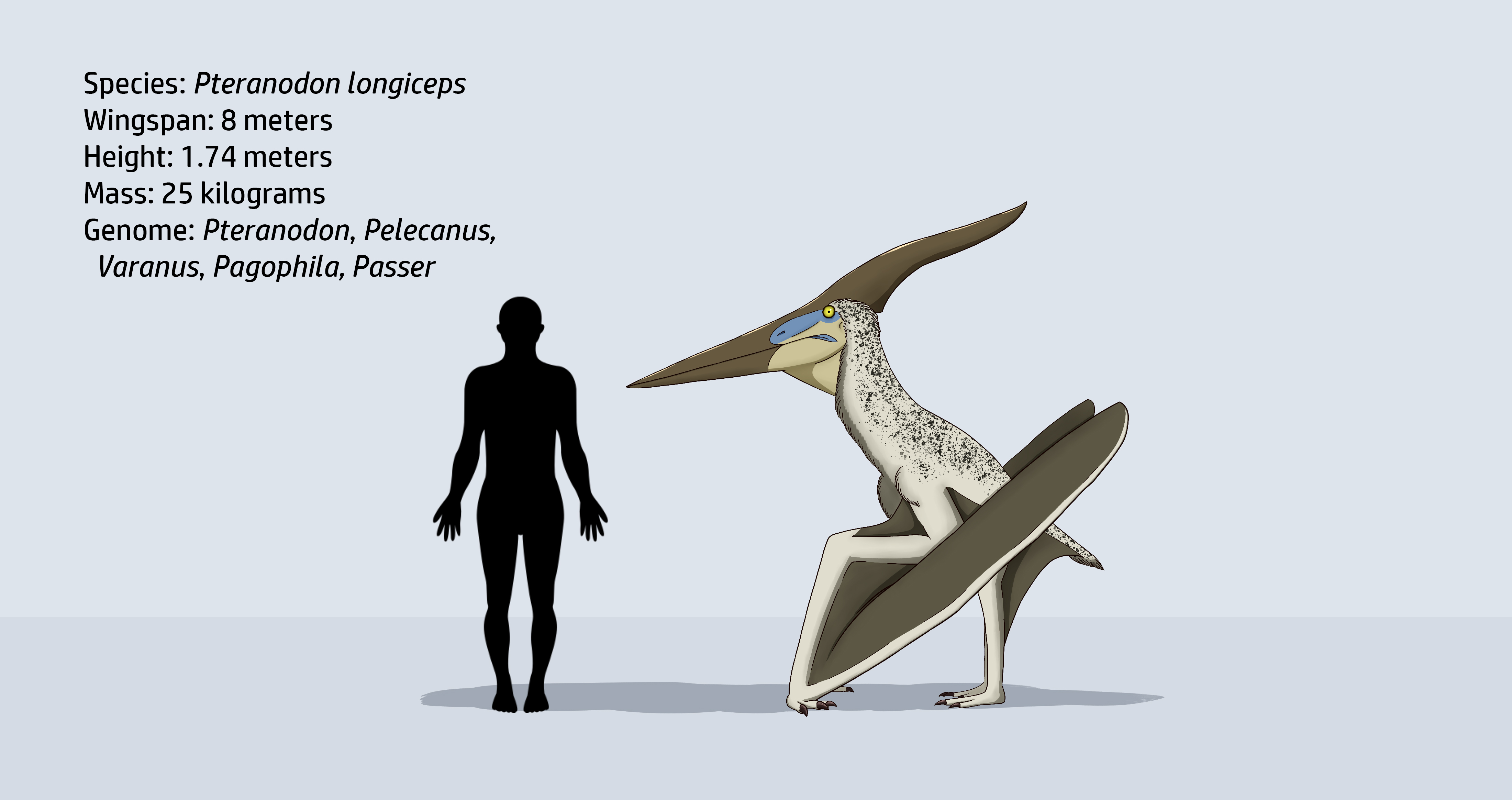 Pteranodon longiceps by JatczakDraws on DeviantArt