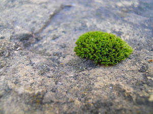 mossmoss