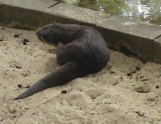 Itchy Otter
