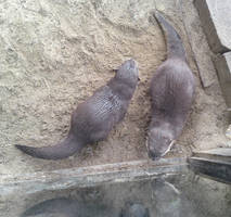 Otters From Above