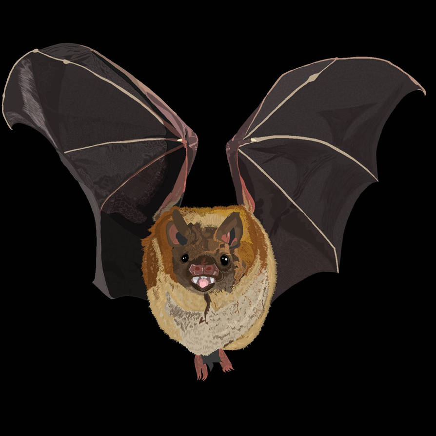Vampire bat by CreepyCoyote on DeviantArt