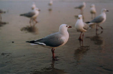 seagull community