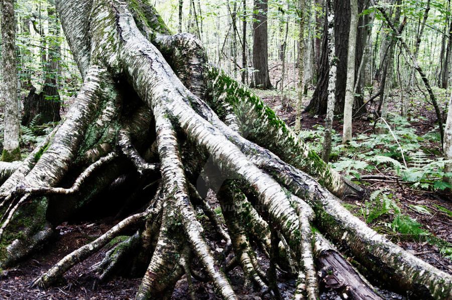 Ancient Rrot Ancient Roots II by cgauss on DeviantArt