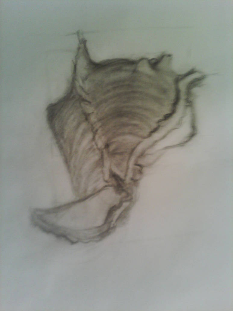 Conch shell by aislynn12 on DeviantArt