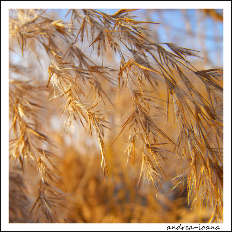 January is your favorite color by andrea-ioana