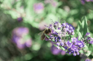 purple bee II