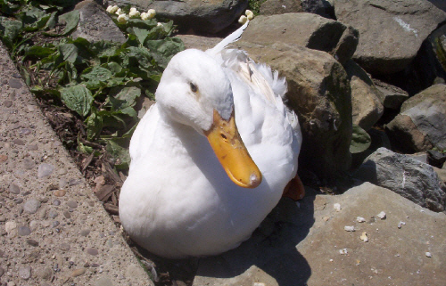 Photogenic Duck