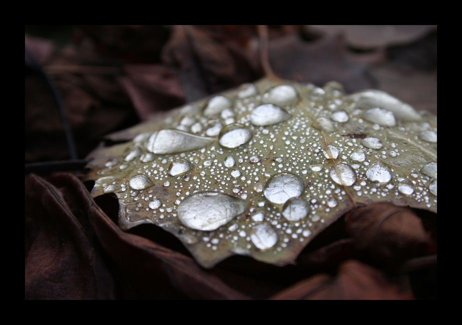 The Water Leaf picture.