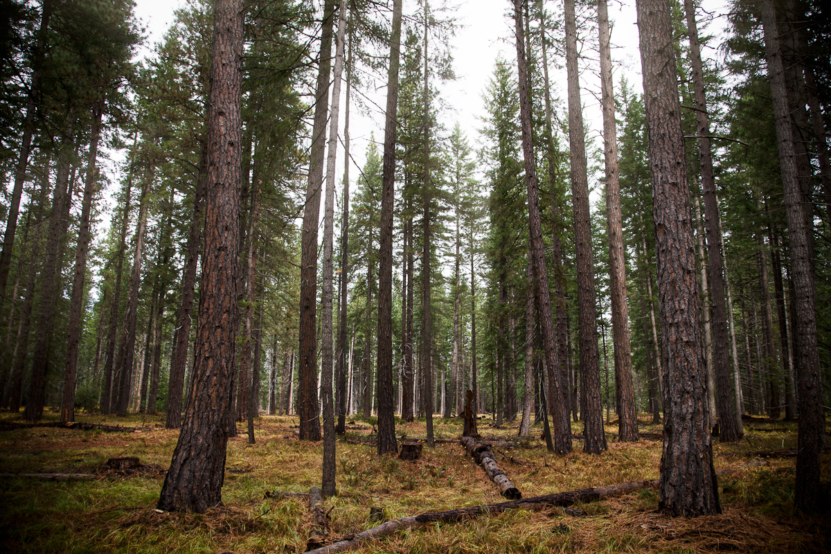 Wenatchee National Forest II