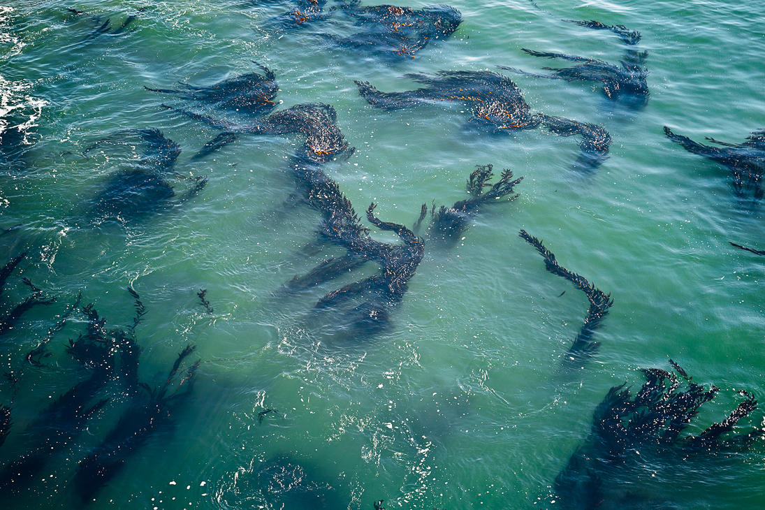 Саргассово море под водой