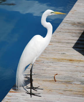 White Heron