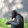 Chimp 9